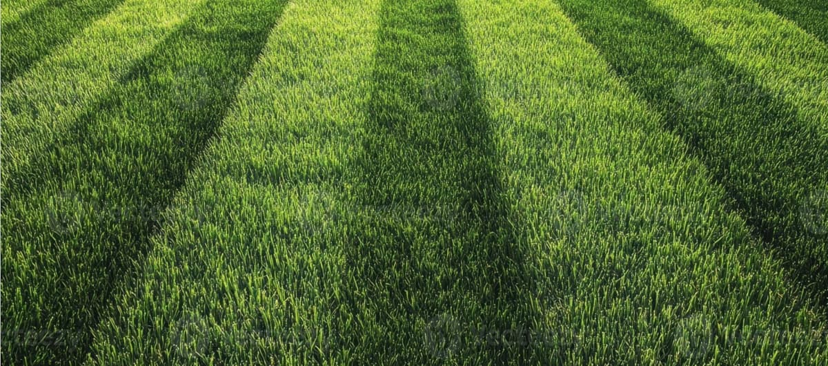 New sod grass just cut Milwaukee Lawn Sod Service